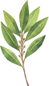 Bay leaf herb