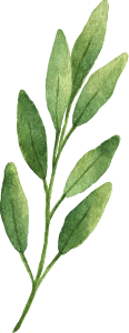 Sage herb
