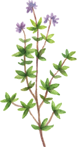 The Thyme